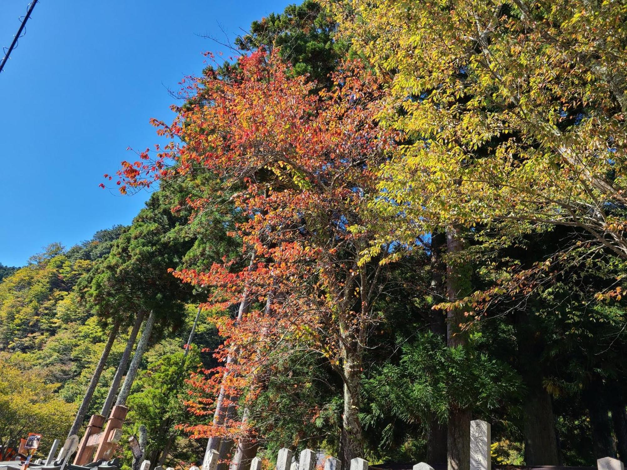 Ichimaru Ryokan - Vacation Stay 77709V 天川村 エクステリア 写真